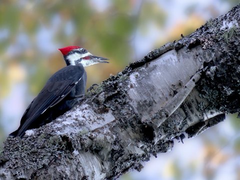Woodpecker.jpg