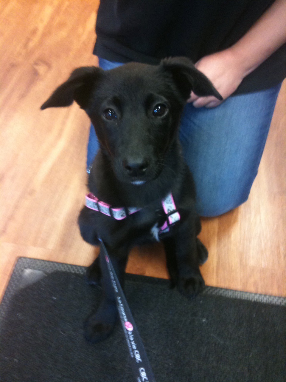 Puppy Pepper